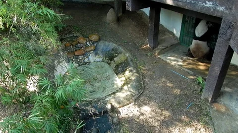 Giant panda standing in panda exercise yard. Video stock 99147002