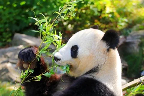Giant panda in summer Stock Photos