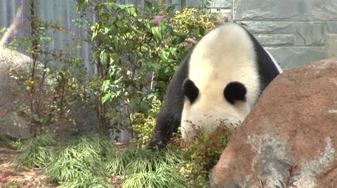 Giant Panda swaying side to side Stock Footage 10133556