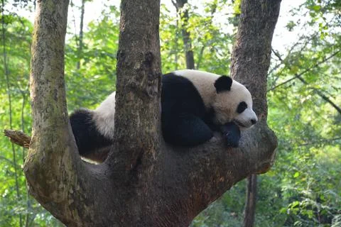 A giant panda take snap on the tree Stock Photos