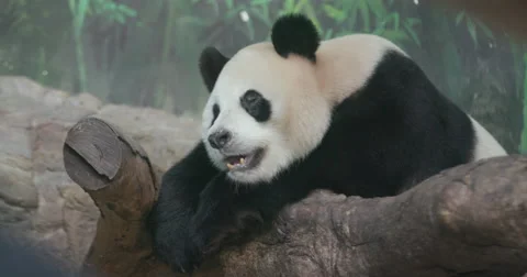 Giant panda taking rest on a branch  Stock Footage 64666014
