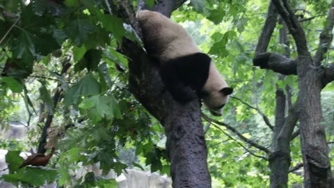 Giant panda on the Tee , Chengdu Panda Base, China Stock Footage 144238542