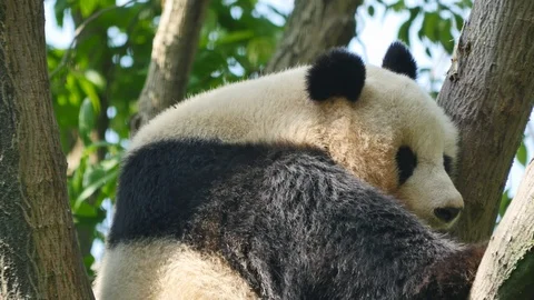 Giant Panda in a tree Stock Footage 88330251