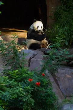 Giant Panda Vertical Stock Photos