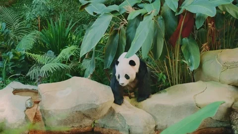 Giant panda walking and sniffing stones in lush jungle enclosure Video stock 339793330