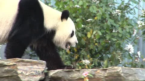 Giant Panda walking to back of enclosure Stock Footage 10143654