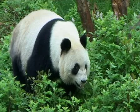 Giant Panda walking Stock Footage 22665061