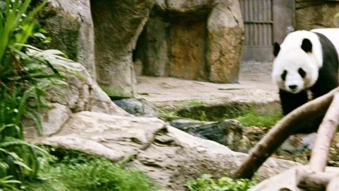 Giant Panda walking  Stock Footage 107503099