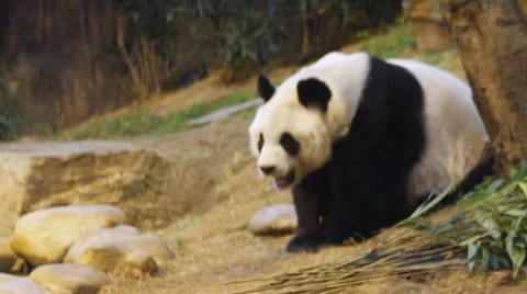 Giant panda walking on the ground Video stock 8685818