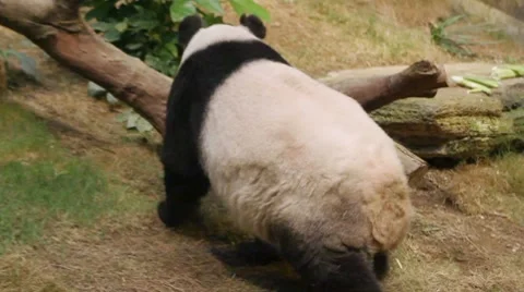 Giant panda walking on the ground Stock Footage 8685841