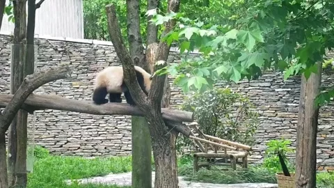 Giant Panda Walking on Tree Branch at Chengdu Research Base of Giant Panda Vídeo Stock 337271581