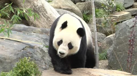 Giant Panda Walks By Camera Stock Footage 10170244