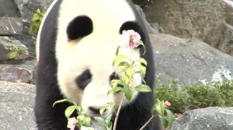 Giant Panda walks past Stock Footage
