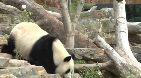 Giant Panda at Zoo Stock Footage 10166247