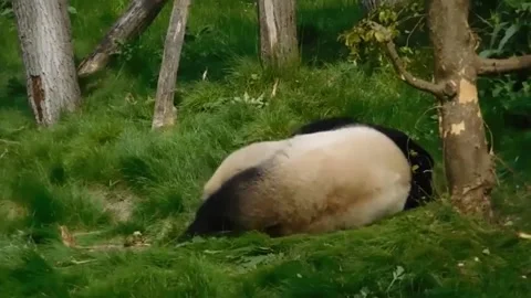 Giant panda in zoo Stock Footage 234495126