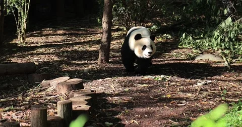Giant panda in the zoo Stock Footage 313852347