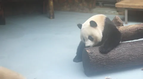 Giant pandas in enclosure Stock Footage 35114841