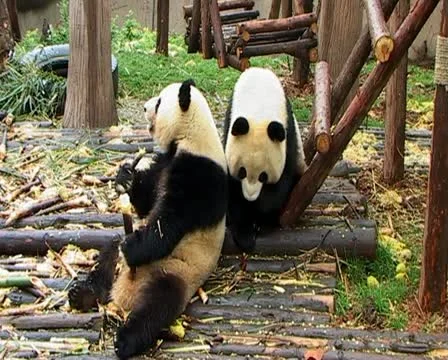 Giant Pandas Stock Footage 22665066