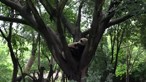 Giant Pandas playing on a tree in China's Chengdu Vídeos de archivo 142013603