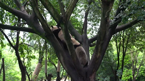 Giant Pandas playing on a tree in China's Chengdu Stock Footage 142014005