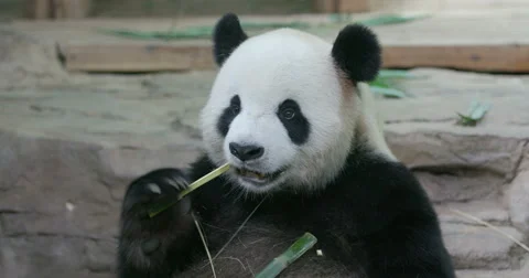 Giant panda‘s sharp teeth Stock Footage 64666881