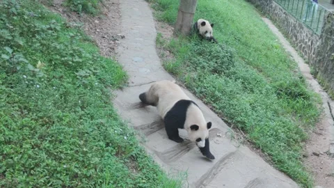 Giant Pandas Walking On Stone Path In Dujiangyan Nature Reserve 스톡 동영상 331124136