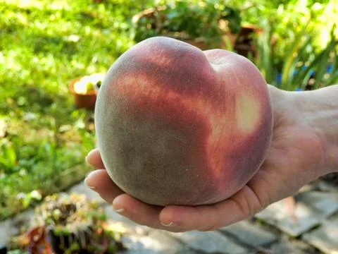 Giant Peach Stock Photos