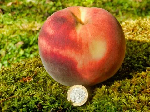 Giant Peach. Stock Photos