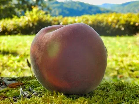 Giant Peach. Stock Photos