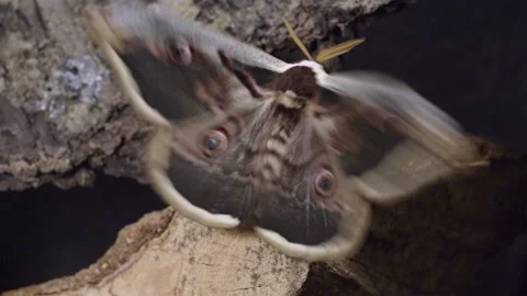 Giant Peacock Moth On A Human Hand. Close Up Stock Footage 227184611