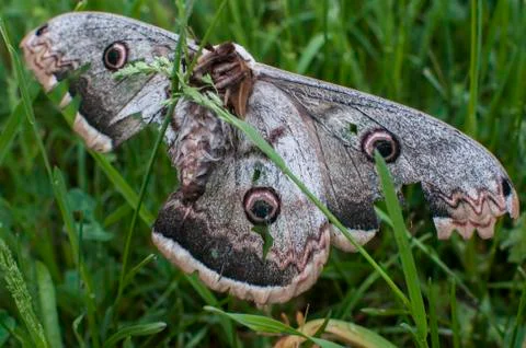 Giant peacock moth Foto stock