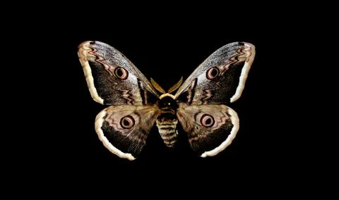 Giant peacock moth Stock Photos