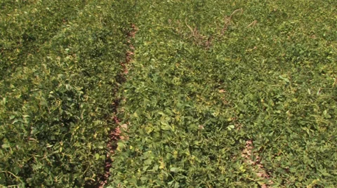 Giant peanut field Stock Footage 29725361