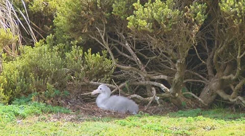 Giant petrel Stock Footage 10767876