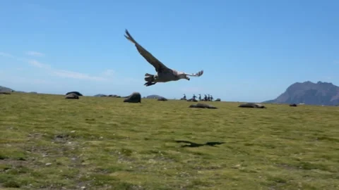 Giant petrel taking off from grass with ship background, South Georgia, 4K Vídeos de archivo 332356656