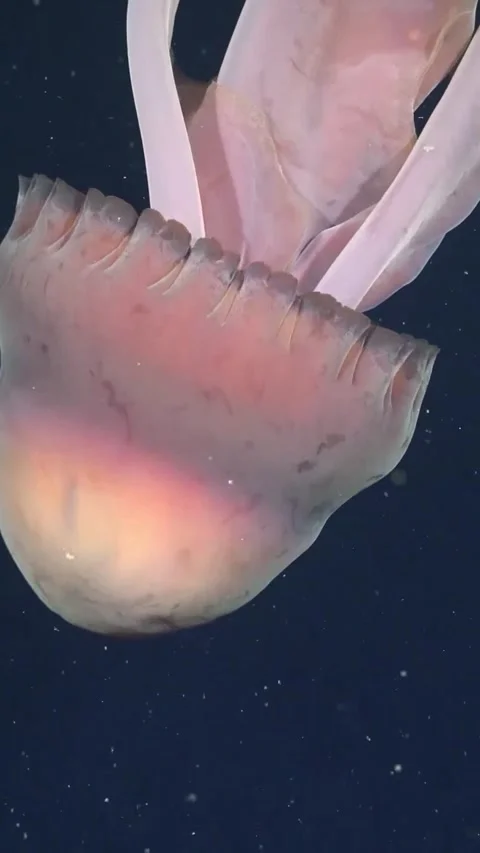 Giant phantom jellyfish in the deep sea Vídeos de archivo 334304802