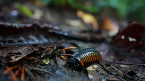 Giant pill bug in Borneo Vídeos de archivo 318620872