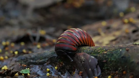Giant pill bug in Borneo on the forest floor Vídeos de archivo 318619988