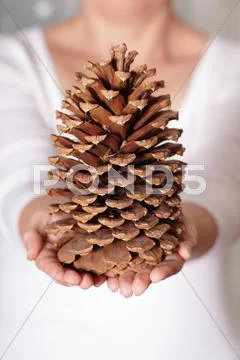 A giant pine cone holded in hands Stock Photos