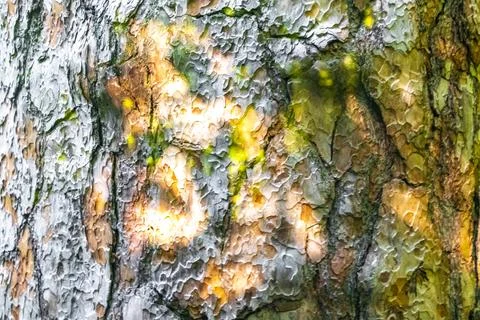Giant pine tree bark texture in the forest in Belarus. Stock Photos