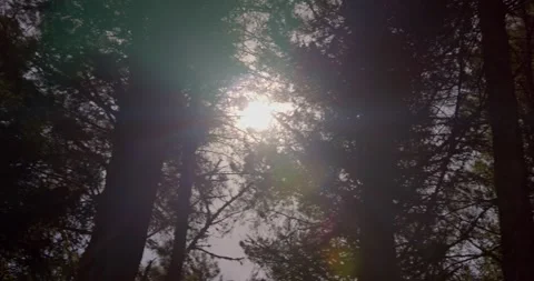 Giant pine trees filmed from below, with sunbeams passing through the leaves. Stock Footage 224303960