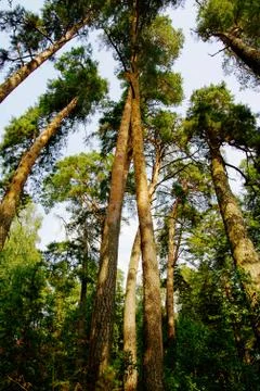 Giant pine trees in the forest Foto stock