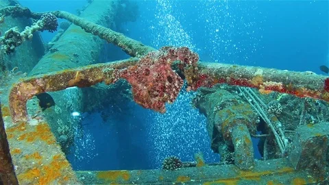 Giant pink frogfish holding on a ship wreck Cedar Pride underwater scenery Stock Footage 126325030