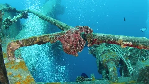 Giant pink frogfish holding on a ship wreck Cedar Pride underwater Stock Footage 178952841