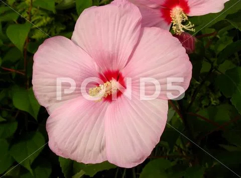 Giant pink hibiscus syriacus flower Stock Photos