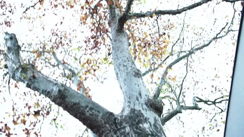 A giant plane tree from the bottom to the top Stock Footage 166634795