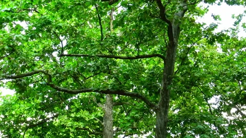 Giant plane tree in public park in Belgrade. Видео 212448153