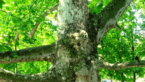 Giant plane tree in public park in Belgrade. Vidéo 212448462