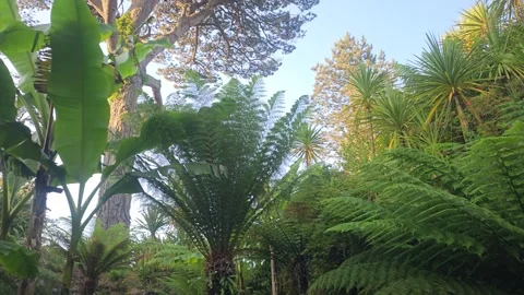 Giant plants in a garden Video stock 244384587