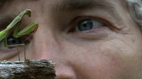 Giant playing with mantis Video stock 171429454